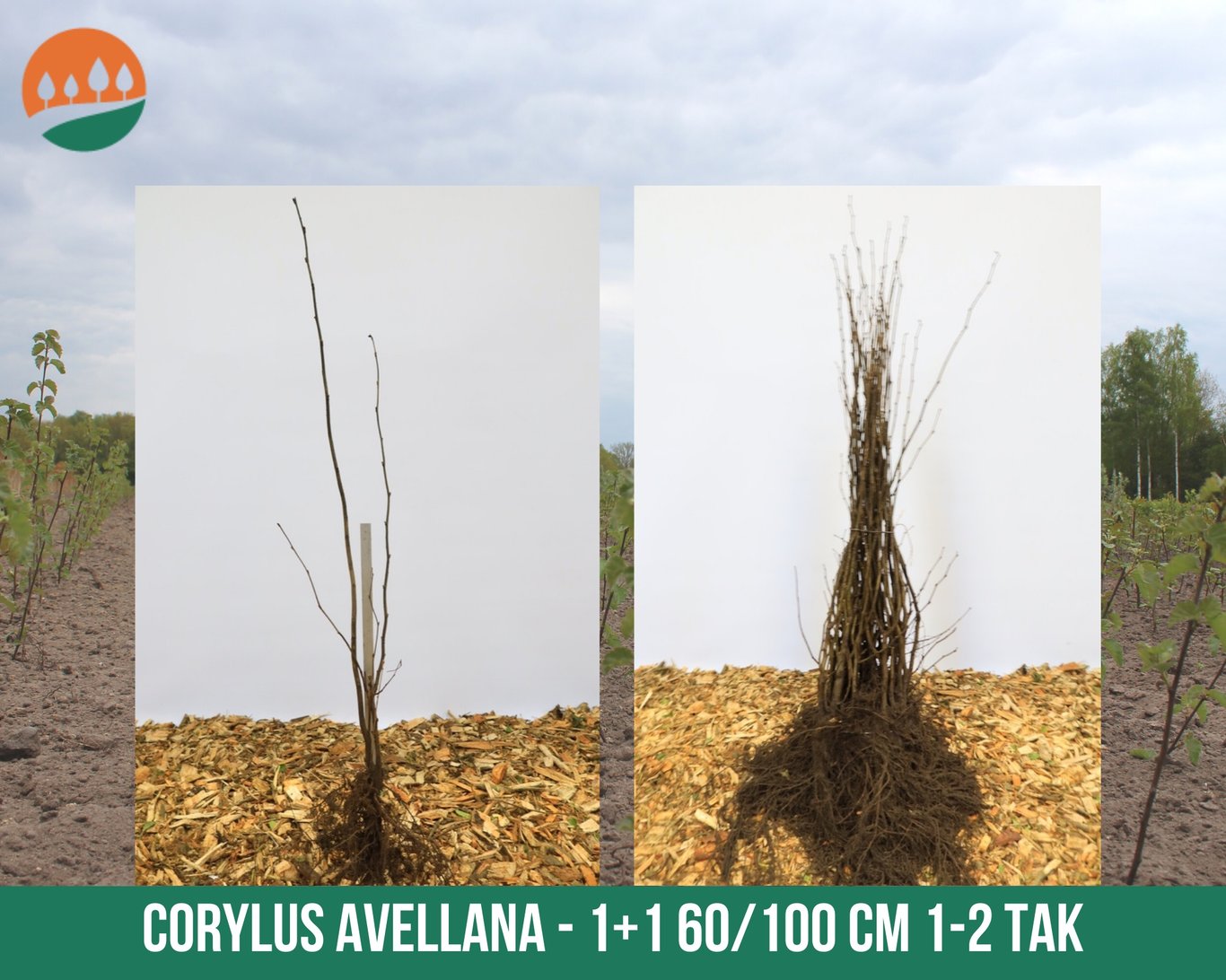 Corylus avellana - 60-100 CM bare root 1/1 1-2 branche